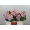 Protea Cynaroides