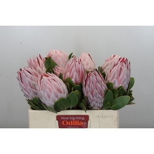 Protea Cynaroides