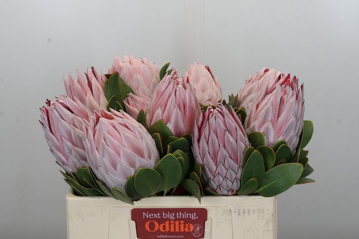 Protea Cynaroides