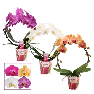 Phalaenopsis boog mix (Scenza)