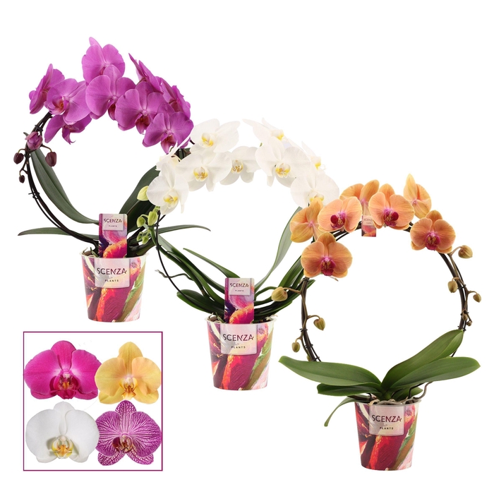 <h4>Phalaenopsis boog mix (Scenza)</h4>