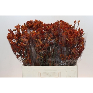 Anigozanthos Golden Girl