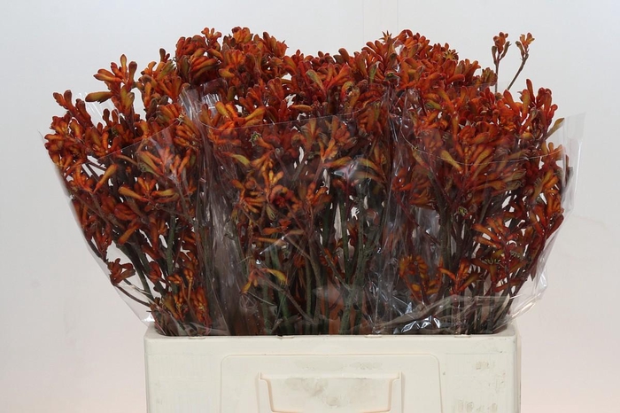 <h4>Anigozanthos Golden Girl</h4>