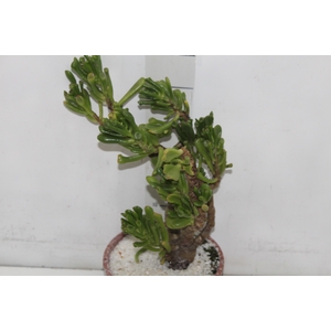 SUCULENTAS CRASSULA OVATA GOLLUM C18