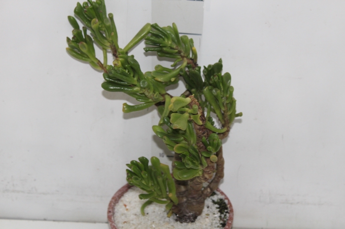 <h4>SUCULENTAS CRASSULA OVATA GOLLUM C18</h4>