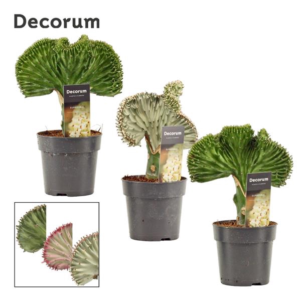 <h4>Euphorbia Lactea 12 cm (Decorum)</h4>