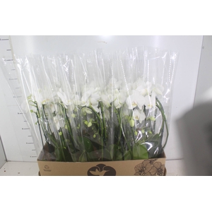 PHALAENOPSIS CASCATA P12 BRANCO 2 HT