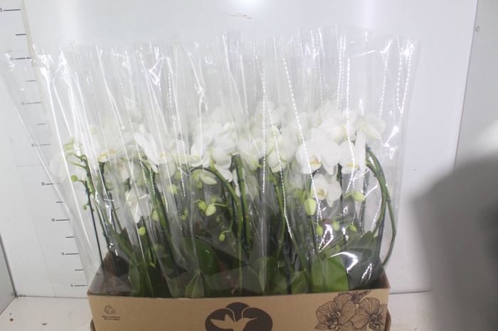 <h4>PHALAENOPSIS CASCATA P12 BRANCO 2 HT</h4>