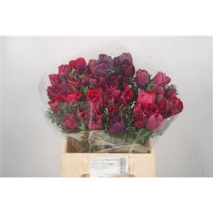 Anem Mistral Magenta Super