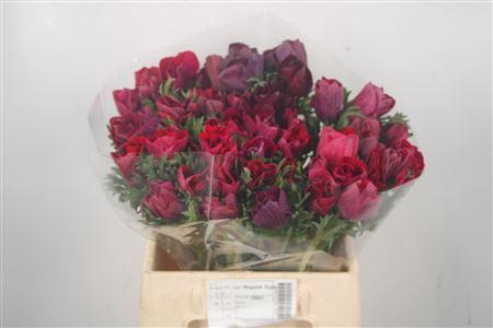 <h4>Anem Mistral Magenta Super</h4>