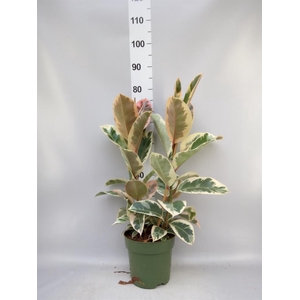 Ficus elastica 'Tineke'