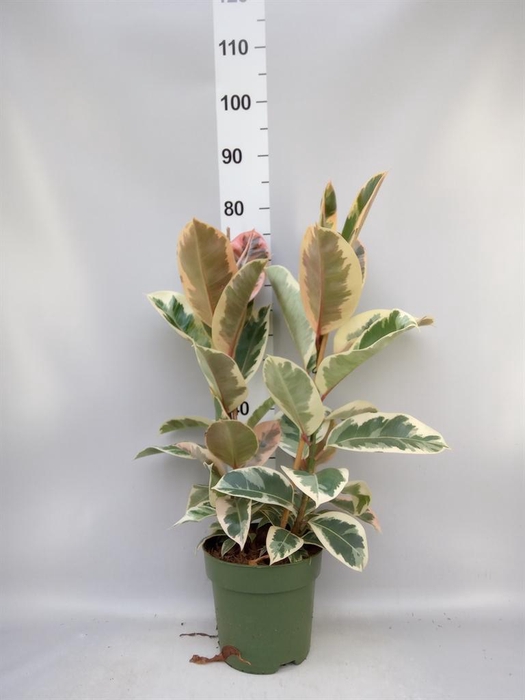 <h4>Ficus elastica 'Tineke'</h4>