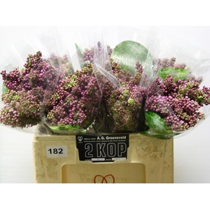 SYRINGA DARK KOSTER SYR V DARK KOST