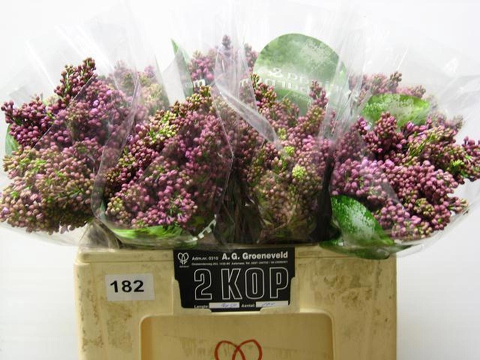 <h4>SYRINGA DARK KOSTER SYR V DARK KOST</h4>