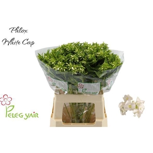 Phlox P Whitecap