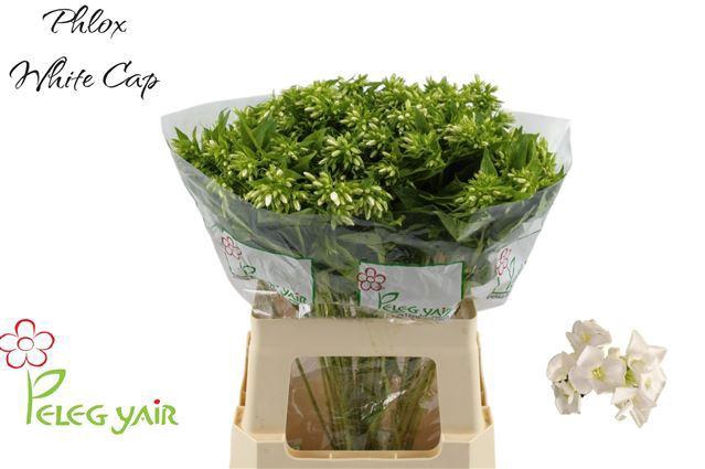 <h4>Phlox P Whitecap</h4>