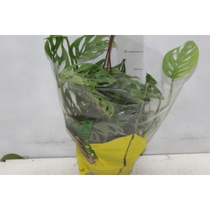MONSTERA OBLIQUA ADANSONII C18