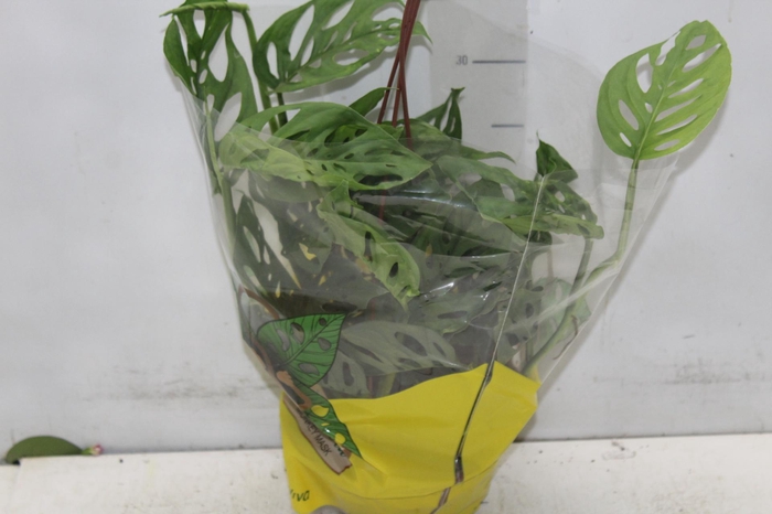 <h4>MONSTERA OBLIQUA ADANSONII C18</h4>