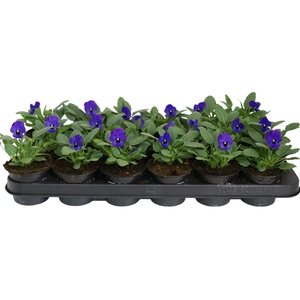 Viool corr blauw met oog p9