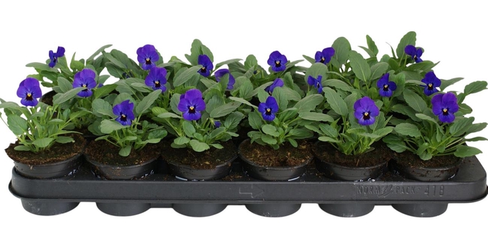 <h4>Viool corr blauw met oog p9</h4>