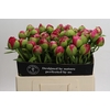 Paeonia Command Performance
