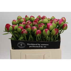 Paeonia Command Performance