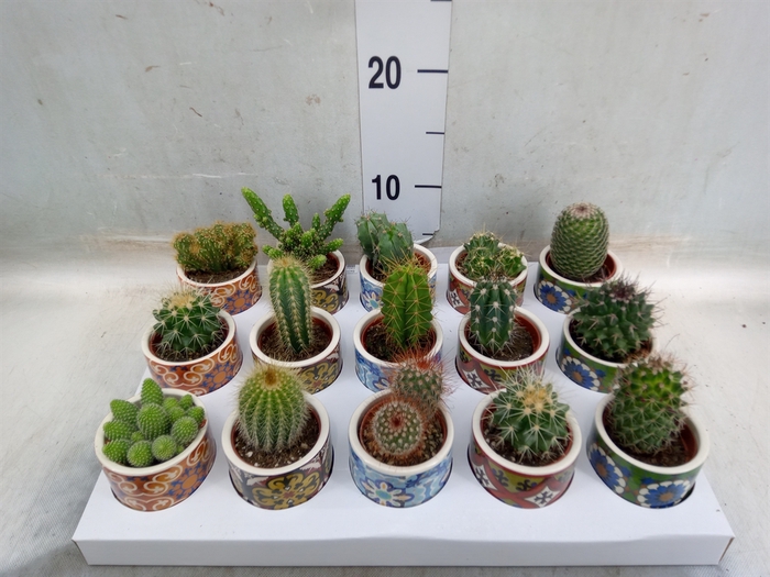 <h4>Cactus   ...</h4>
