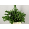CRYPTOMERIA CRISTATA PER BUNCH