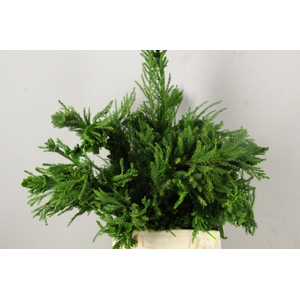 CRYPTOMERIA CRISTATA PER BUNCH