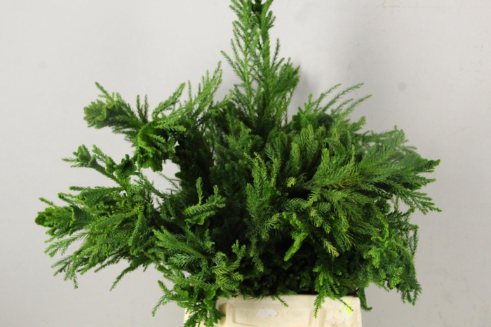CRYPTOMERIA CRISTATA PER BUNCH