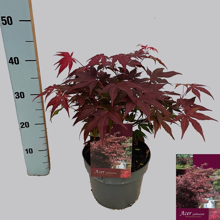 <h4>ACER PA ATROPURPUREU</h4>