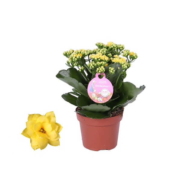 <h4>GRDN 12 GEEL - Kalanchoe Gardenlina 12cm geel</h4>