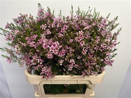 <h4>CHAME UN WENDY ROSE</h4>