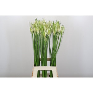 Nerine Like a Virgin