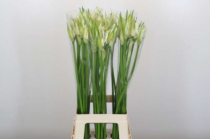 Nerine Like a Virgin