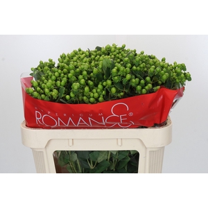 Hypericum Jungle Romance Spray