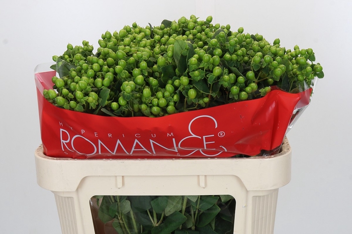 Hypericum Jungle Romance Spray