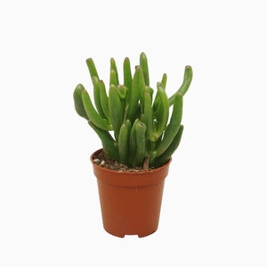 Crassula Gollum