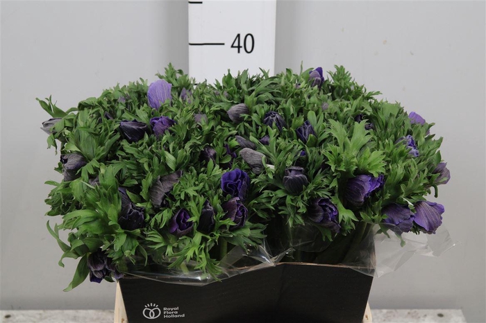 <h4>Anem Co Galil Blauw</h4>