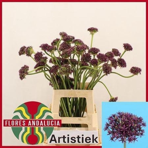 Allium Miami Artistiek