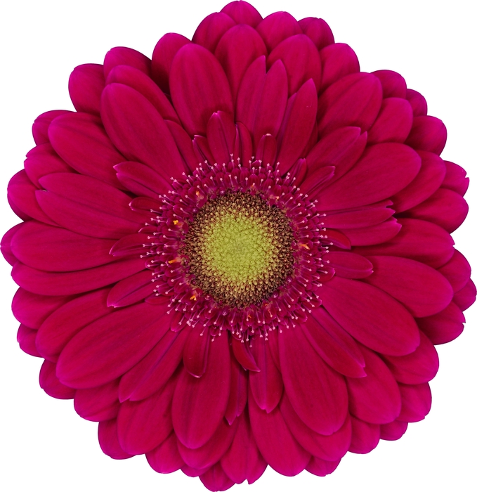 <h4>GE MI VIVIAN</h4>