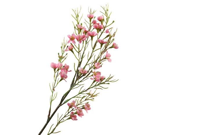 <h4>Wax Flower Pink</h4>