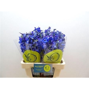 Delph En Volkerfrieden