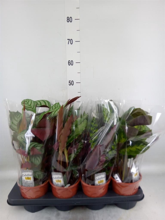 <h4>Calathea   ...mix 3</h4>