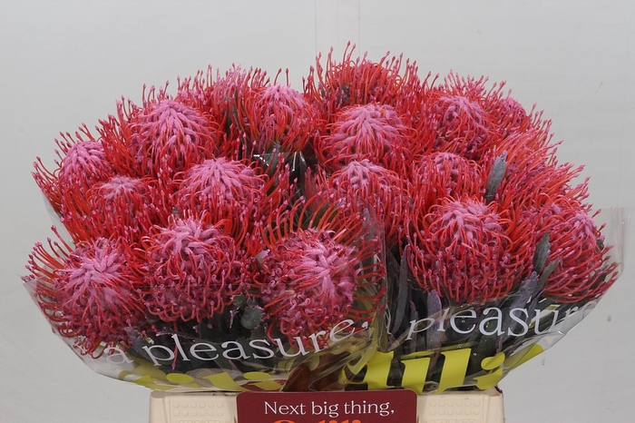 <h4>Nutans Painted Pink</h4>