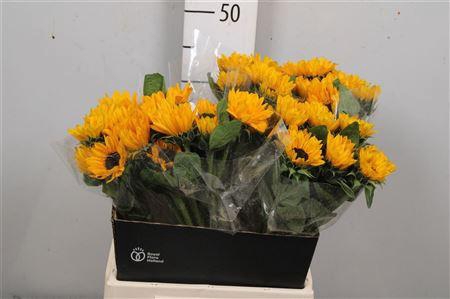 <h4>Heli Sunova</h4>