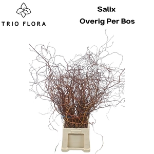 SALIX OV PER BOS 100 CM 577