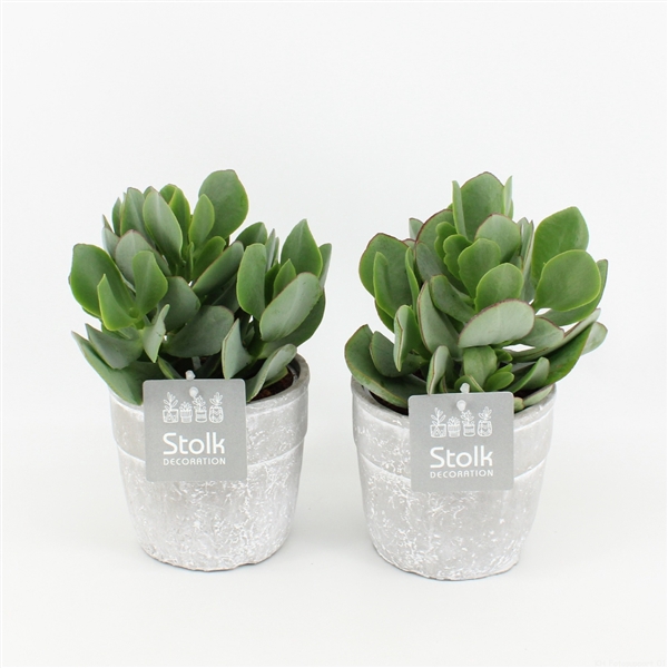 <h4>Crassula Arborescens in stone look pot</h4>