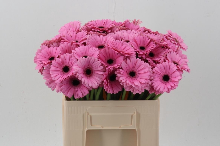 <h4>Ge Mi Talent</h4>