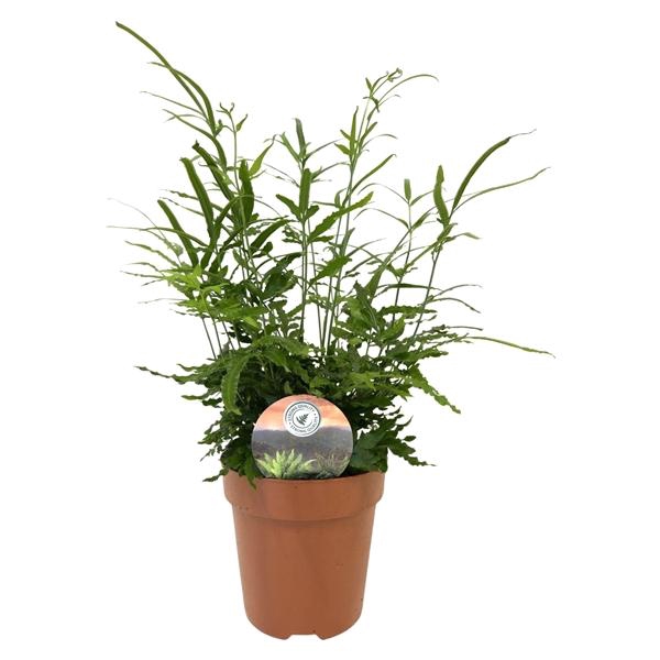 <h4>Pteris ensiformis</h4>